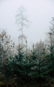 Preview wallpaper autumn, landscape, christmas trees, spruces, trees, forest, fog