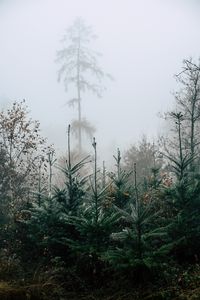 Preview wallpaper autumn, landscape, christmas trees, spruces, trees, forest, fog