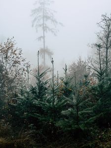 Preview wallpaper autumn, landscape, christmas trees, spruces, trees, forest, fog