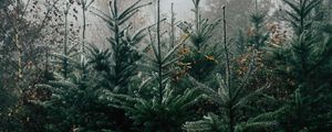 Preview wallpaper autumn, landscape, christmas trees, spruces, trees, forest, fog