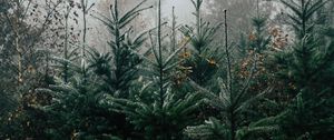 Preview wallpaper autumn, landscape, christmas trees, spruces, trees, forest, fog