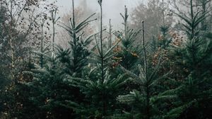 Preview wallpaper autumn, landscape, christmas trees, spruces, trees, forest, fog