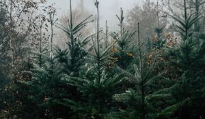 Preview wallpaper autumn, landscape, christmas trees, spruces, trees, forest, fog