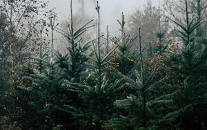 Preview wallpaper autumn, landscape, christmas trees, spruces, trees, forest, fog