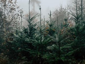 Preview wallpaper autumn, landscape, christmas trees, spruces, trees, forest, fog