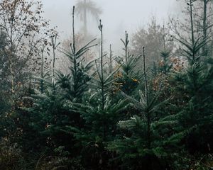 Preview wallpaper autumn, landscape, christmas trees, spruces, trees, forest, fog