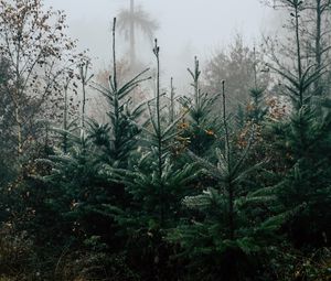 Preview wallpaper autumn, landscape, christmas trees, spruces, trees, forest, fog