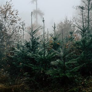 Preview wallpaper autumn, landscape, christmas trees, spruces, trees, forest, fog