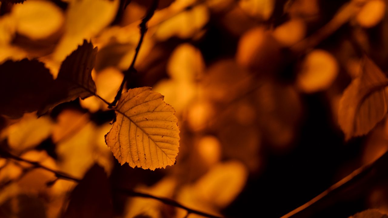 Wallpaper autumn, leaf, birch, orange