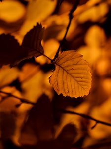 Preview wallpaper autumn, leaf, birch, orange