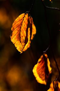 Preview wallpaper autumn, leaf, branch, sun rays