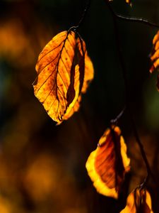 Preview wallpaper autumn, leaf, branch, sun rays