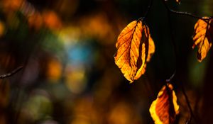 Preview wallpaper autumn, leaf, branch, sun rays