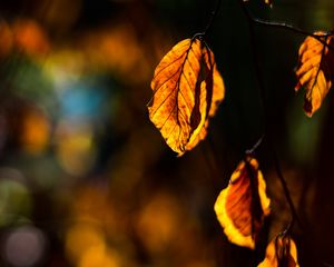 Preview wallpaper autumn, leaf, branch, sun rays