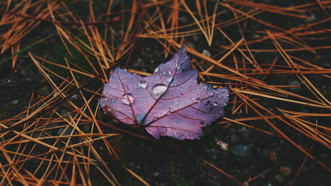 Wallpaper autumn, leaf, drops