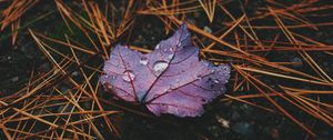 Preview wallpaper autumn, leaf, drops