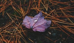 Preview wallpaper autumn, leaf, drops