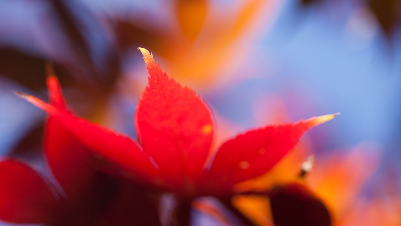 Wallpaper autumn, leaf, maple, orange, bright, close-up, blurred