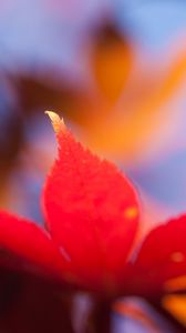 Preview wallpaper autumn, leaf, maple, orange, bright, close-up, blurred