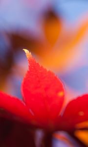 Preview wallpaper autumn, leaf, maple, orange, bright, close-up, blurred