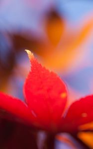 Preview wallpaper autumn, leaf, maple, orange, bright, close-up, blurred