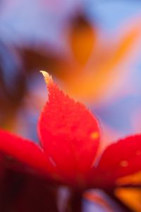 Preview wallpaper autumn, leaf, maple, orange, bright, close-up, blurred