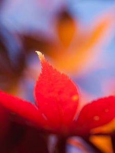 Preview wallpaper autumn, leaf, maple, orange, bright, close-up, blurred