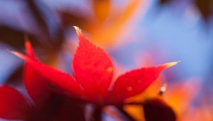 Preview wallpaper autumn, leaf, maple, orange, bright, close-up, blurred