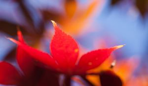 Preview wallpaper autumn, leaf, maple, orange, bright, close-up, blurred