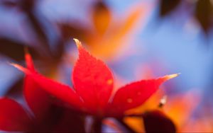 Preview wallpaper autumn, leaf, maple, orange, bright, close-up, blurred