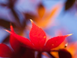 Preview wallpaper autumn, leaf, maple, orange, bright, close-up, blurred