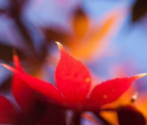 Preview wallpaper autumn, leaf, maple, orange, bright, close-up, blurred