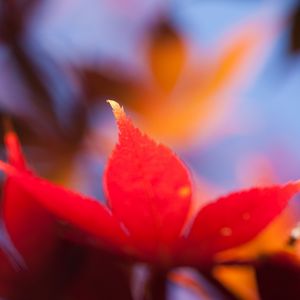 Preview wallpaper autumn, leaf, maple, orange, bright, close-up, blurred