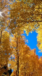 Preview wallpaper autumn, leaves, birches, sun, branches, yellow