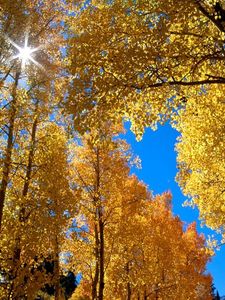 Preview wallpaper autumn, leaves, birches, sun, branches, yellow