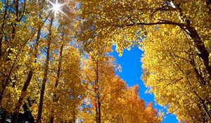 Preview wallpaper autumn, leaves, birches, sun, branches, yellow