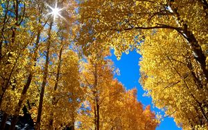 Preview wallpaper autumn, leaves, birches, sun, branches, yellow