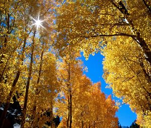 Preview wallpaper autumn, leaves, birches, sun, branches, yellow