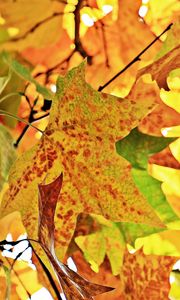 Preview wallpaper autumn, leaves, branches, tree, maple