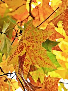 Preview wallpaper autumn, leaves, branches, tree, maple