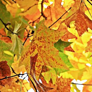 Preview wallpaper autumn, leaves, branches, tree, maple