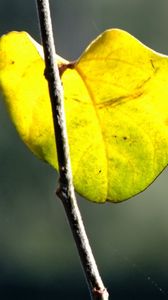 Preview wallpaper autumn, leaves, branches, macro, nature