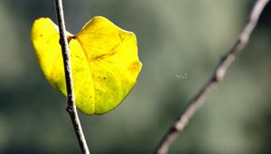 Preview wallpaper autumn, leaves, branches, macro, nature