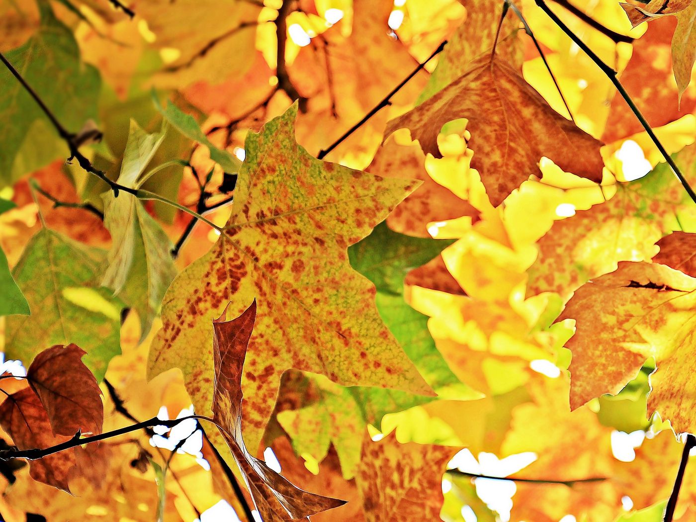 Download wallpaper 1400x1050 autumn, leaves, branches, tree, maple ...