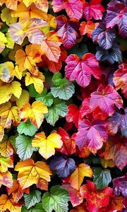 Preview wallpaper autumn, leaves, colorful, nature