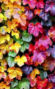 Preview wallpaper autumn, leaves, colorful, nature