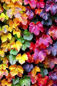 Preview wallpaper autumn, leaves, colorful, nature