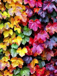 Preview wallpaper autumn, leaves, colorful, nature