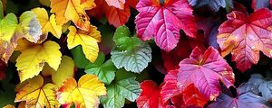 Preview wallpaper autumn, leaves, colorful, nature