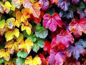 Preview wallpaper autumn, leaves, colorful, nature